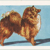 Pomeranian.