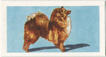 Pomeranian.