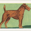 Irish Terrier.
