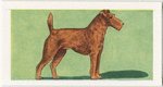 Irish Terrier.