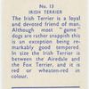 Irish Terrier.