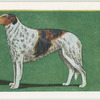 Borzoi.