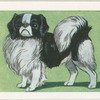The Japanese Spaniel.