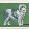 Old English Sheepdog.