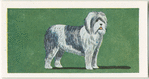 Old English Sheepdog.