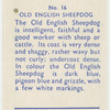 Old English Sheepdog.