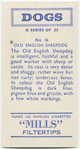 Old English Sheepdog.