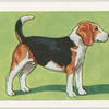 Beagle.