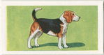 Beagle.