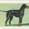 Gordon or Black and Tan Setter.