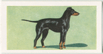 Gordon or Black and Tan Setter.