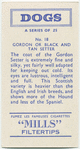 Gordon or Black and Tan Setter.