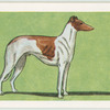 Greyhound.