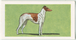 Greyhound.
