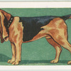 Bloodhound.