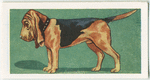 Bloodhound.