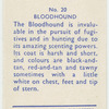 Bloodhound.