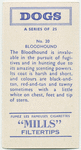 Bloodhound.