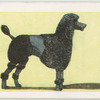 Poodle.