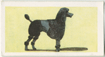 Poodle.