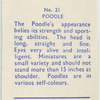 Poodle.