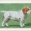 Clumber Spaniel.