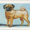 Pug.
