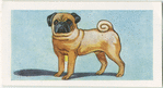 Pug.