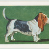 Rough Coated Basset Hound.