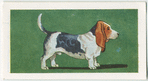 Rough Coated Basset Hound.