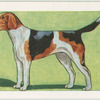 Foxhound.