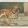 Bull Dog.