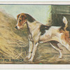 Wire Haired Fox Terrier.