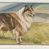 Collie.