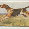 Fox Hound.