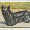 Skye Terrier.