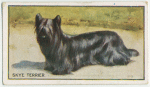 Skye Terrier.