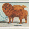 Chow Chow.