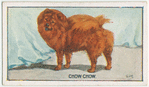 Chow Chow.