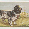 Cocker.