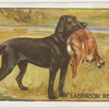 Labrador Retriever.