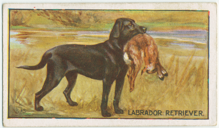 Labrador Retriever. - NYPL Digital Collections