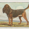 Bloodhound.