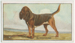 Bloodhound.