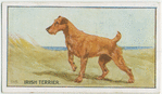 Irish Terrier.