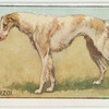 Borzoi.