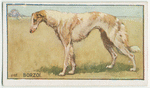 Borzoi.