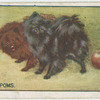Poms.