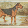 Airedale Terrier.