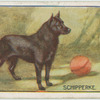 Schipperke.